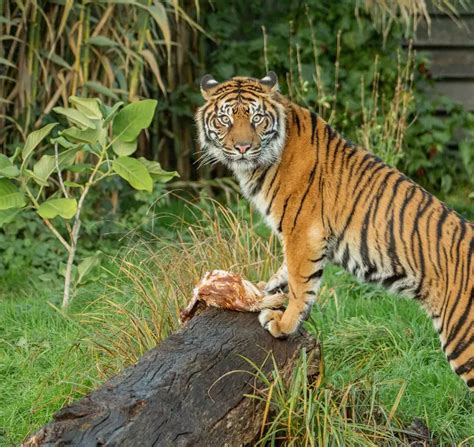 Sumatran tiger conservation | ZSL