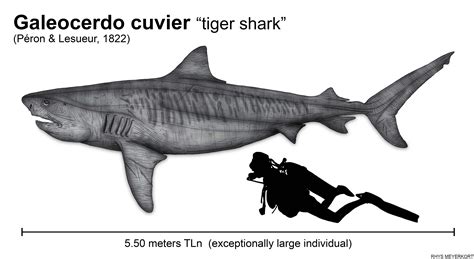 The size of the tiger shark (Galeocerdo cuvier) by Paleonerd01 on ...