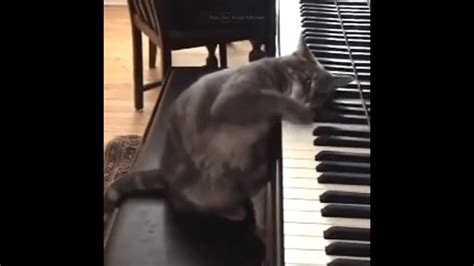 Cat Plays the Piano | Life With Cats