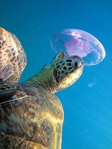 Sea turtle eating a jellyfish | Baby sea turtles, Turtle, Sea turtle