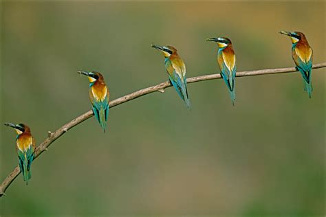 Bee-Eaters | Nat Geo Photo of the Day