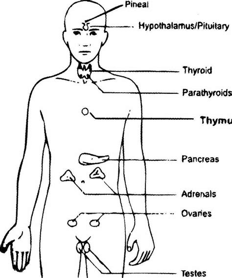 Glands Of The Body Diagram | MedicineBTG.com