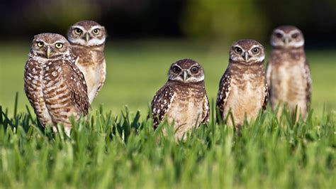 spotted-owls - Vivian Lawry