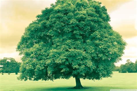 Free photo: Green Tree - Green, Greenery, Nature - Free Download - Jooinn