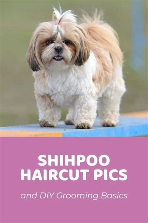 34+ teddy bear shichon haircut styles - CerrysTeddie