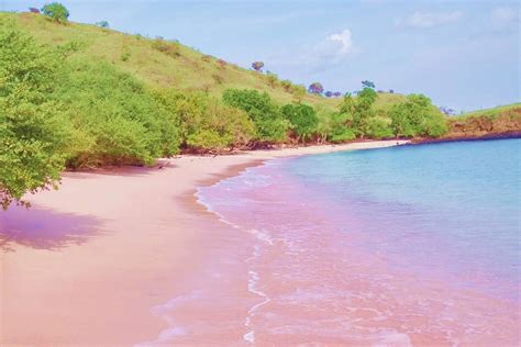 Image result for komodo island indonesia pink beach | Pink sand beach, Komodo island, Beach