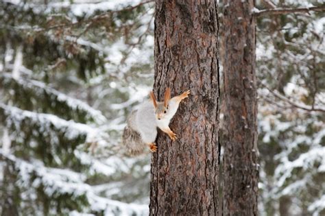 Premium Photo | Squirrel animal with fluffy tail sits on tree in winter coniferous forest ...