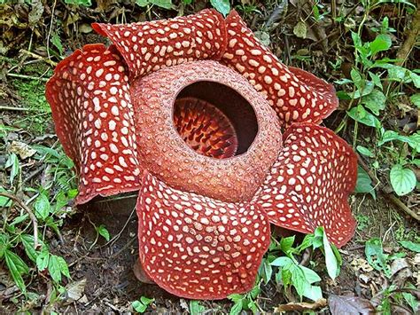 Make It Davao: Rafflesia - World's Largest Flower