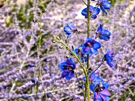 Delphinium Flower Blue - Free photo on Pixabay