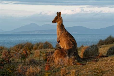 4 Types of Kangaroos – Nayturr