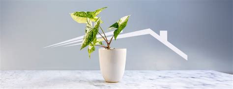 Do Indoor Plants Help Indoor Air Quality? - Strada Services