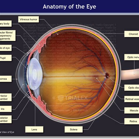 Anterior And Posterior Chambers Of Eyeball Anatomy Sclera Bulbar | My ...