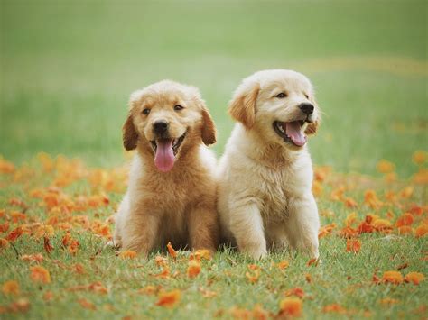 Adorable Puppy Images | Free Photos, PNG Stickers, Wallpapers & Backgrounds - rawpixel