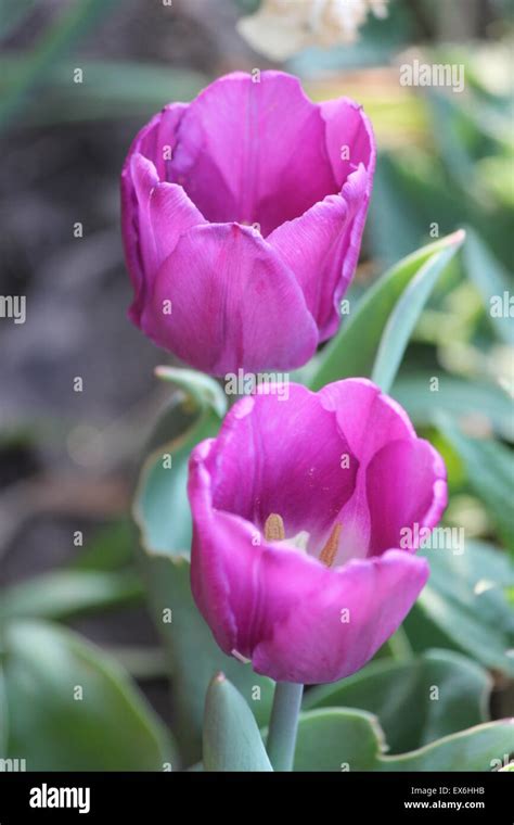 Purple tulips in a flower garden, opened, into a pretty bloom Stock ...