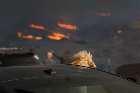 These Haunting Photos Show Animals Fleeing The Massive California Wildfires