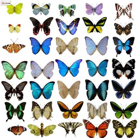 Beauty Butterfly: Names of Butterflies