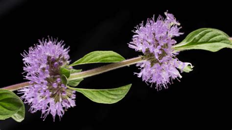 Pennyroyal: Folklore, Household & Magickal Uses