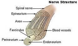 Endoneurium - Definition, Location, Anatomy, Functions and Pictures