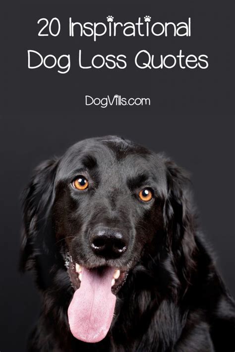 20 Inspirational & Touching Dog Loss Quotes - DogVills