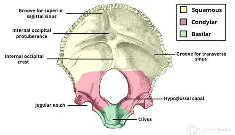 The Occipital Bone - Landmarks - Attachments - TeachMeAnatomy