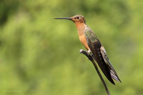 Giant hummingbird (Patagona gigas) | Villa Paulina, Reserva Nacional ...