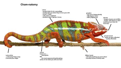 2480 best r/chameleons images on Pholder | Dis to cute