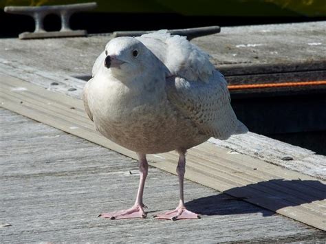 Glaucous Gull - Larus hyperboreus (Seabird and Coastal bird images)