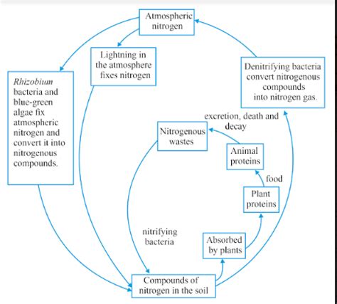 Draw a neat diagram to show nitrogen cycle and explain the process of ...