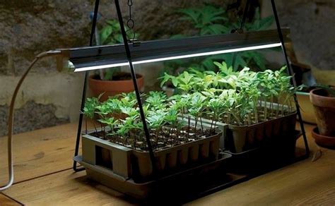 LED grow lights: The NASA's technology for Indoor Gardens - Thrive Global