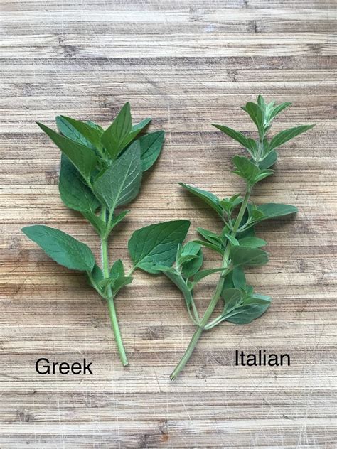 Difference Between Greek and Italian Oregano - Hey Big Splendor