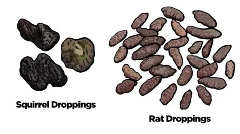 Squirrel Poop Vs. Rat Poop: 6 Differences [Explained]