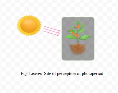 The photoperiod in plants is perceived at