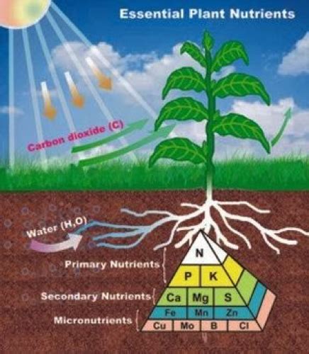 Soil and Nutrients 1 | CropWatch