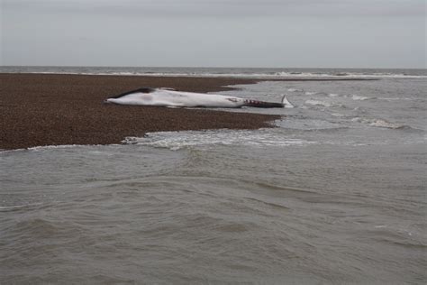 Beached whale on Suffolk coast - Reader snap • The Register