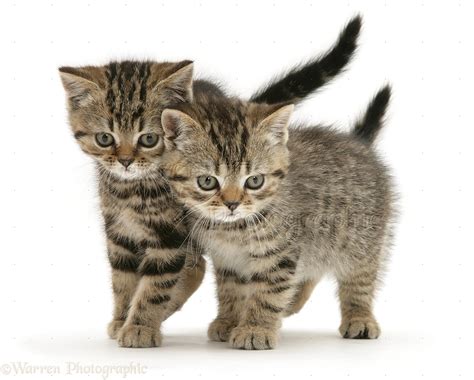 British Shorthair Brown Tabby kittens photo WP10119