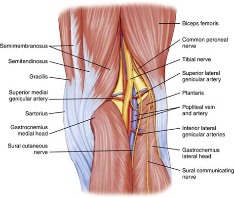 Knee Arthroscopy: Setup, Diagnosis, Portals, and Approaches | Musculoskeletal Key