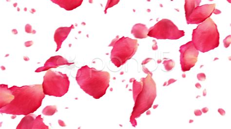 Free photo: Rose petals - Beautiful, Pedal, Valentine - Free Download ...