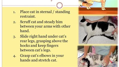 Handling and restraining of cats (part 3): restraint positions and chemical restraint - YouTube