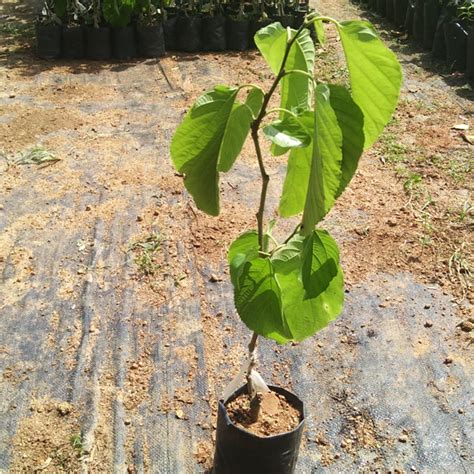 Buy Mulberry (Morus Alba) Fruit Plant Online | Kerala Nursery