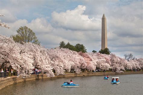 Things to Know About the Cherry Blossoms in Washington, DC | Washington ...