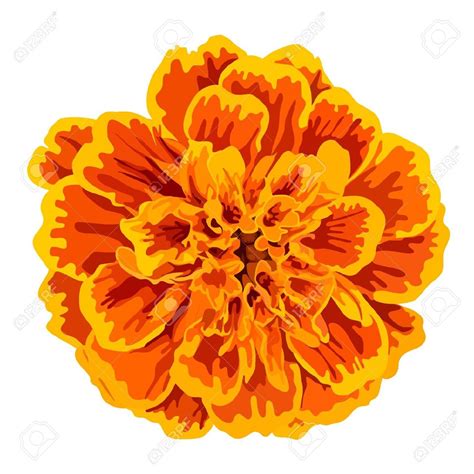 marigold flor | Marigold flower, Flower drawing, Flower painting