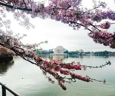 Washington DC: Cherry Blossom Festival Tour by Bike | GetYourGuide