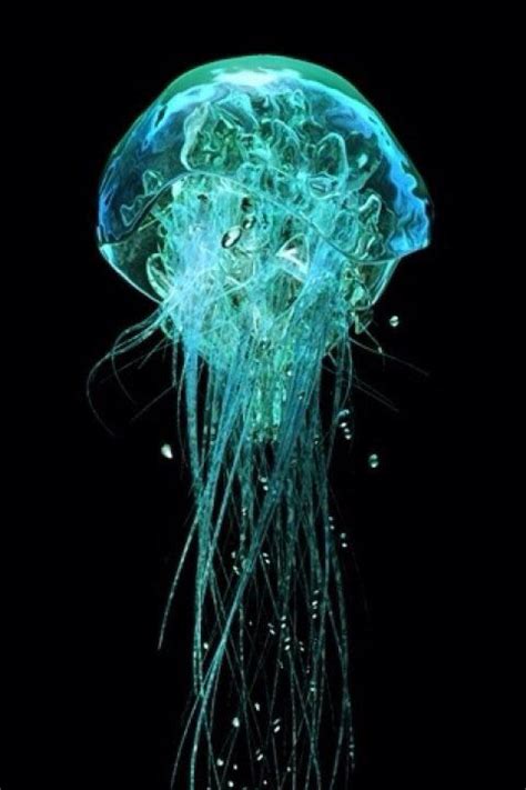 Jelly Fish | Medusa de mar