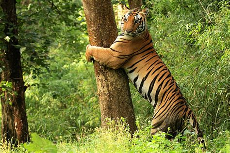 Kanha National Park - A Complete travel guide to Kanha Tiger Reserve