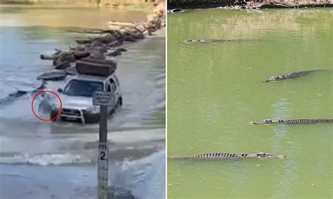 Cahills Crossing: Terrifying moment a driver runs over a CROCODILE at a notorious river crossing ...