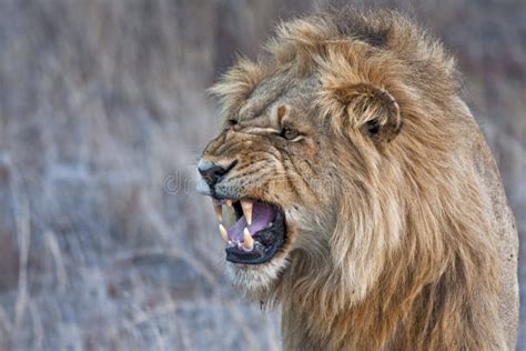 Angry Lion Snarling Royalty Free Stock Images - Image: 12939429