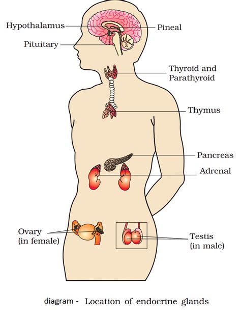 Endocrine glands and their function #अन्तः स्त्रावी ग्रंथियाँ और उनके ...