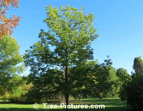 Ash Tree Identification: Black Ash Tree Species Photo