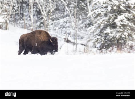 American bison (Bison bison) in harsh winter Stock Photo - Alamy