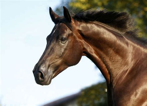 Westphalian Horse — Full Profile, History, and Care